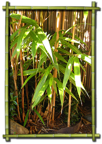 Potted Plants